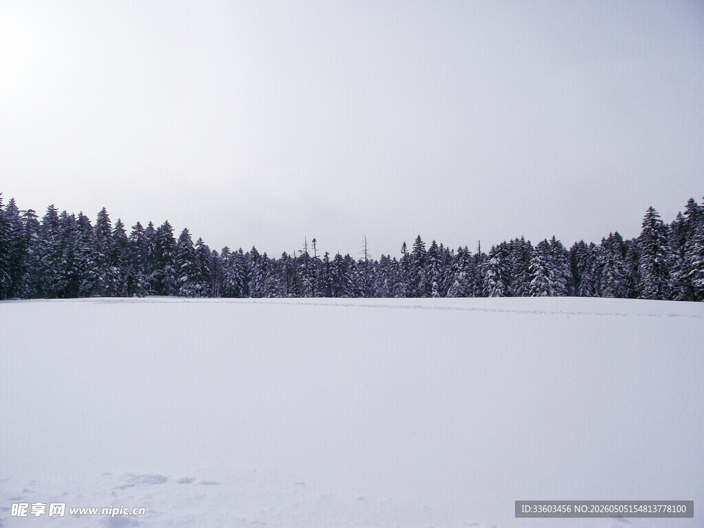 冬日雪林湖泊静谧美景