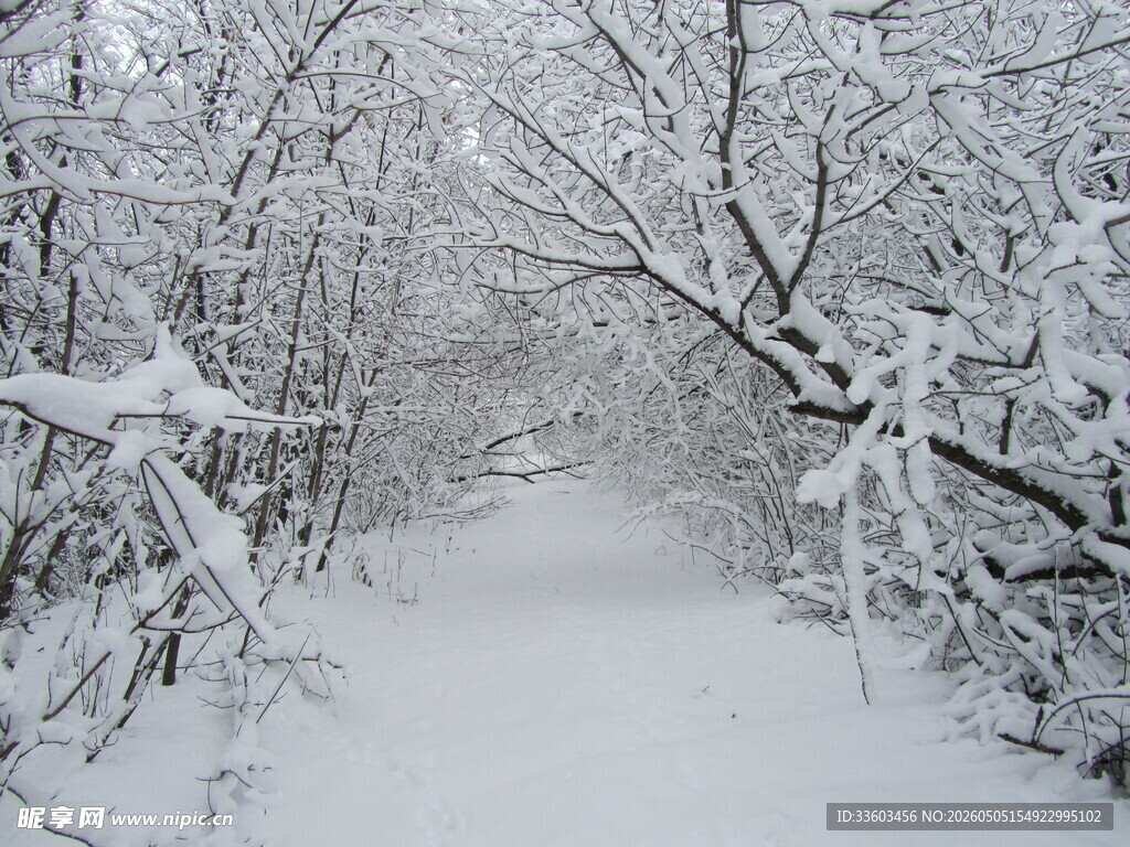 雪覆林间小道