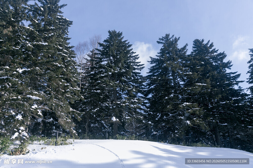 雪覆松林美景
