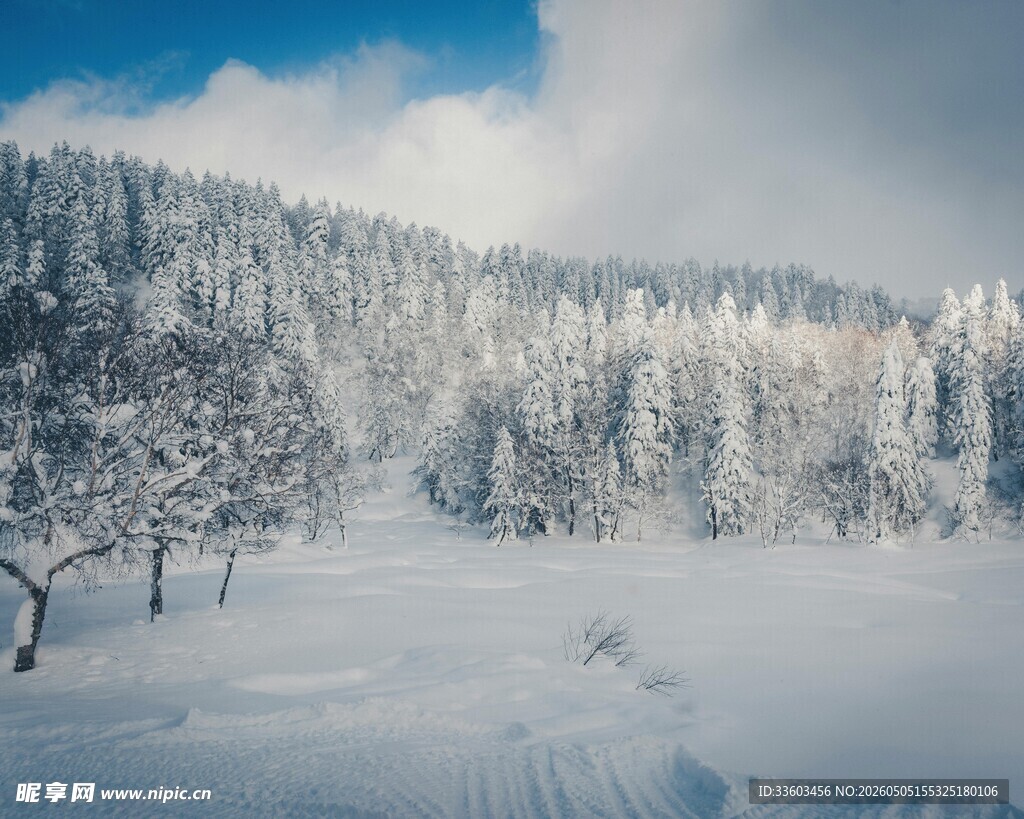 冬日雪景中的静谧山林