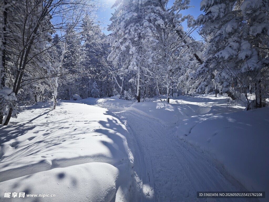 冬日雪林美景