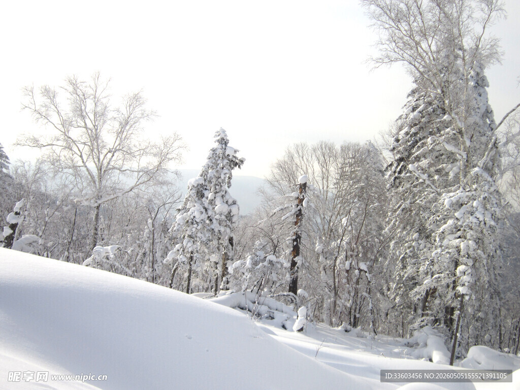 冬日雪景中的银白树林