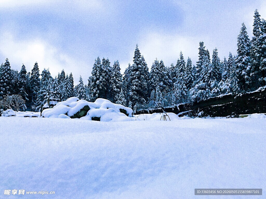 冬日雪景中的静谧森林
