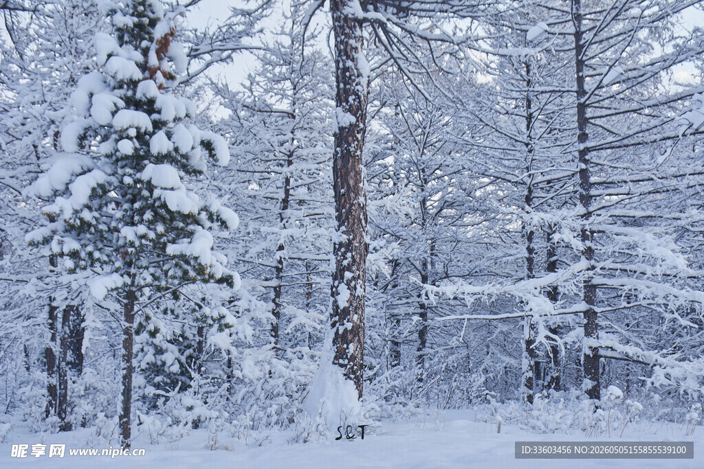 冬日雪覆森林美景