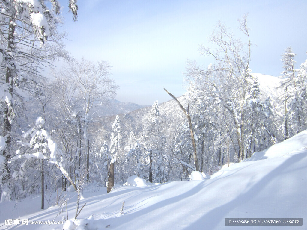 冬日雪景中的银白森林