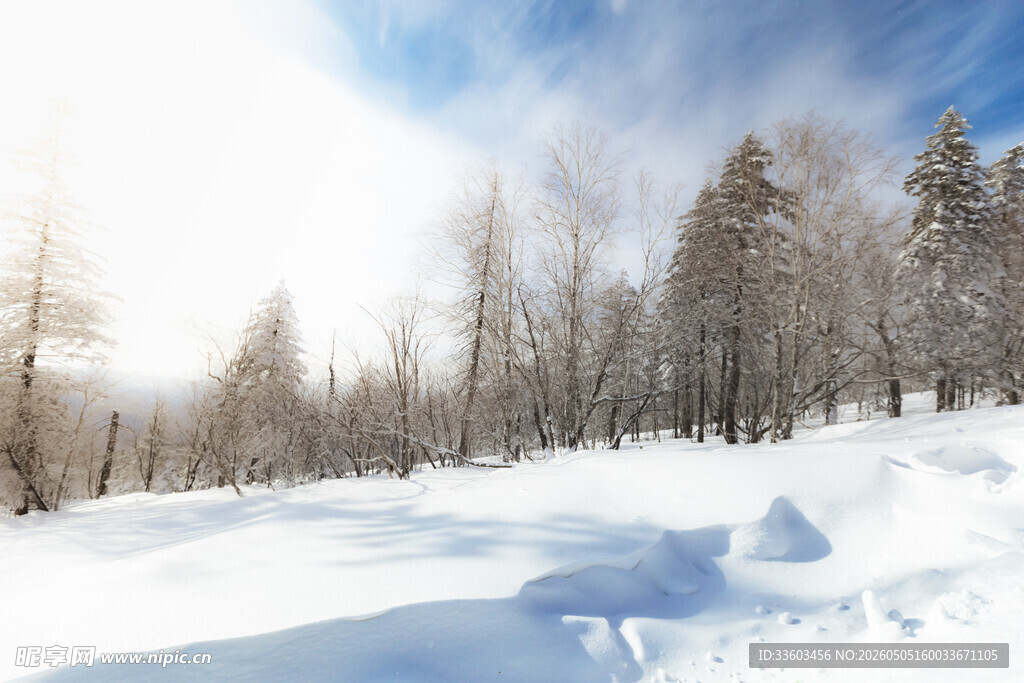冬日雪景中的静谧树林
