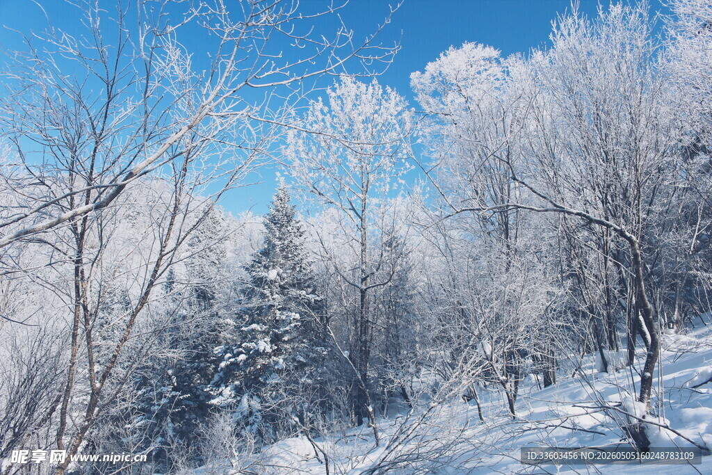 冬日雪覆树林美景