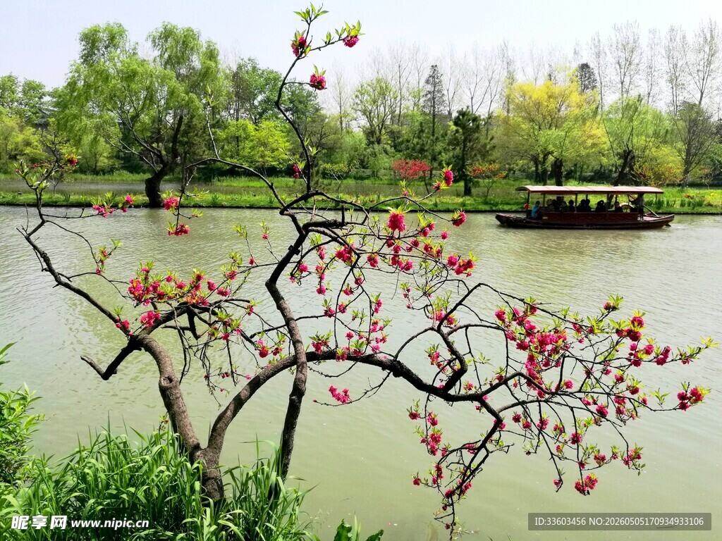 湖畔繁花绽放春日美景