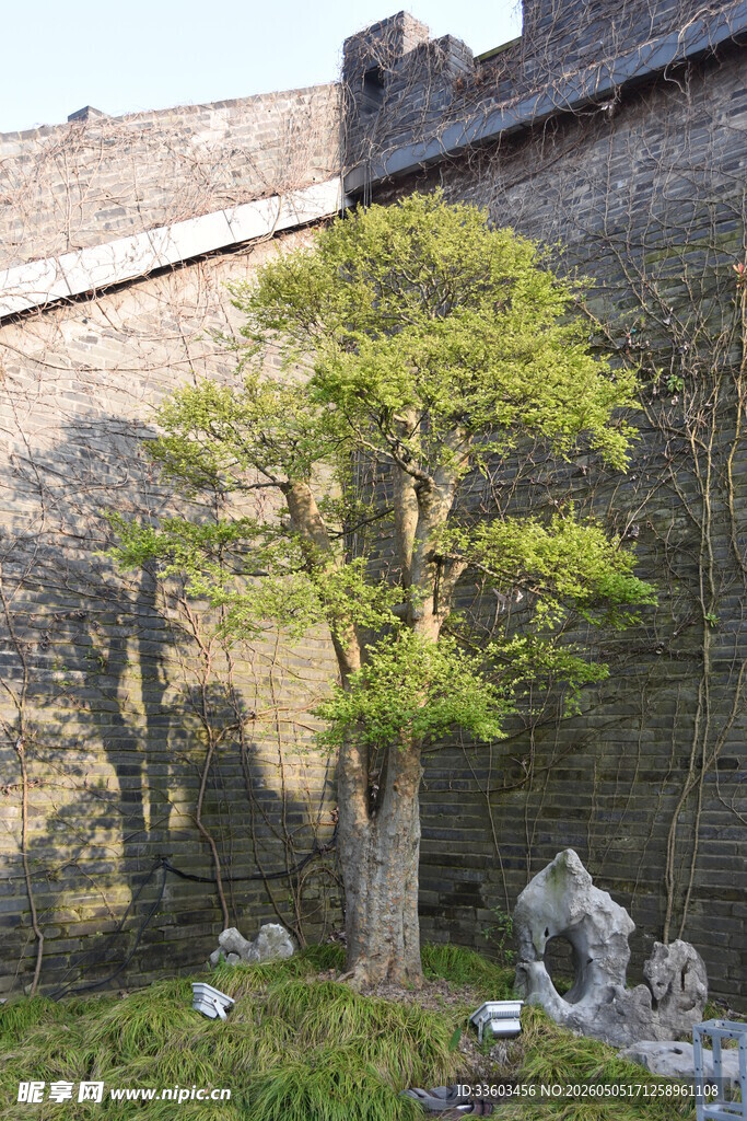 墙边绿树与石景相映成趣