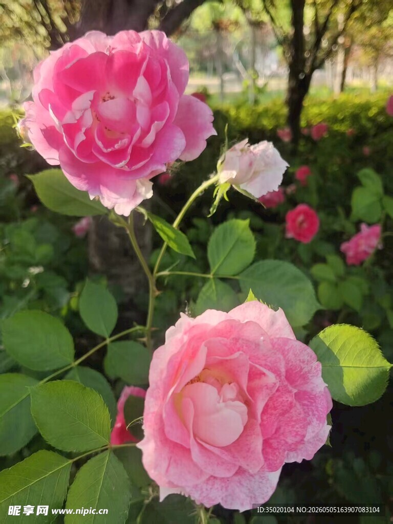娇艳粉色月季花盛开