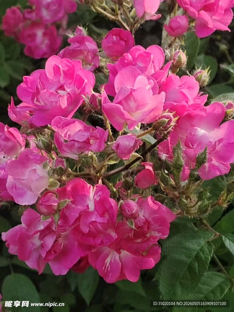 娇艳粉色花卉绽放
