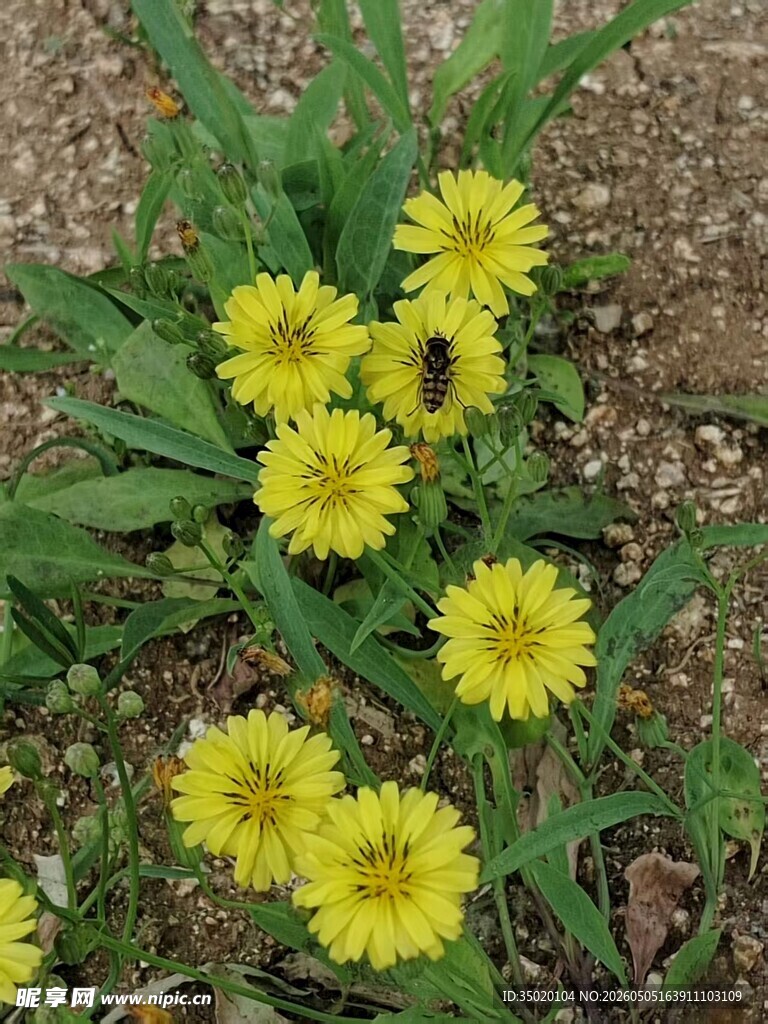黄色蒲公英花丛中的蜜蜂