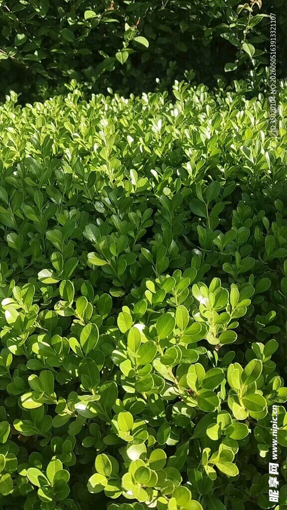 翠绿繁茂的灌木丛景观