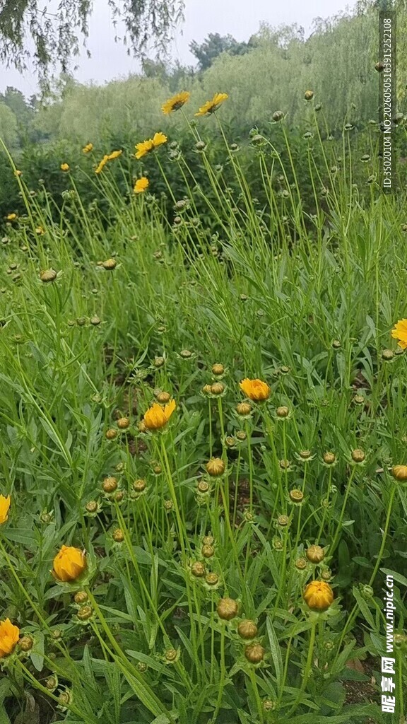 野外黄花盛开的绿色草地