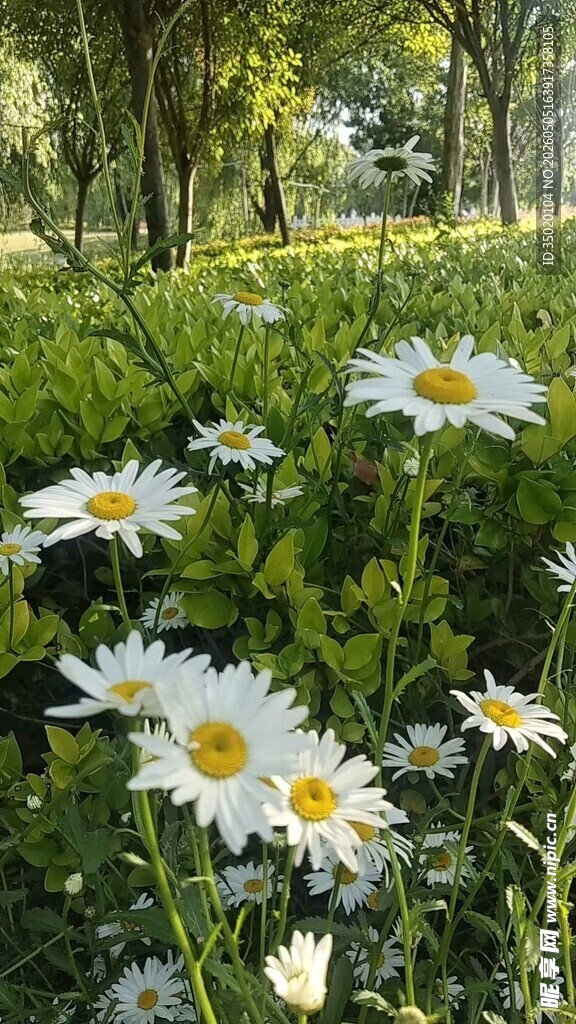 林间绽放的清新小雏菊