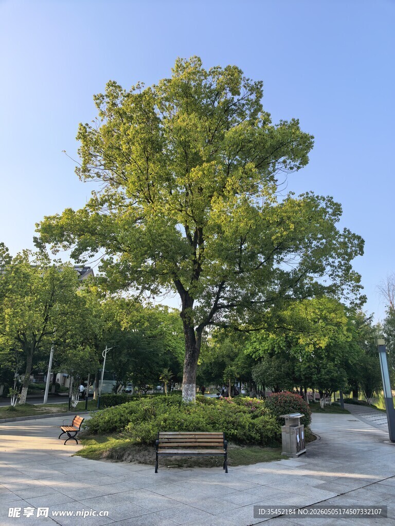 大树