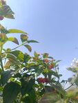 阳光下的绿植与果实