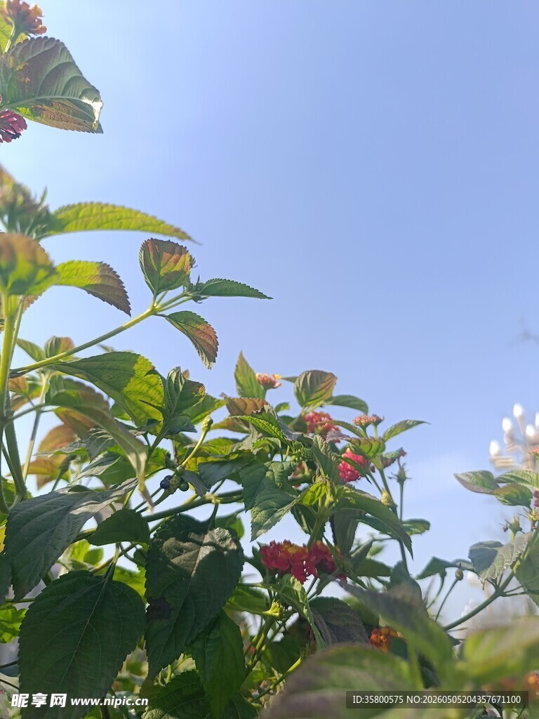 阳光下的绿植与果实