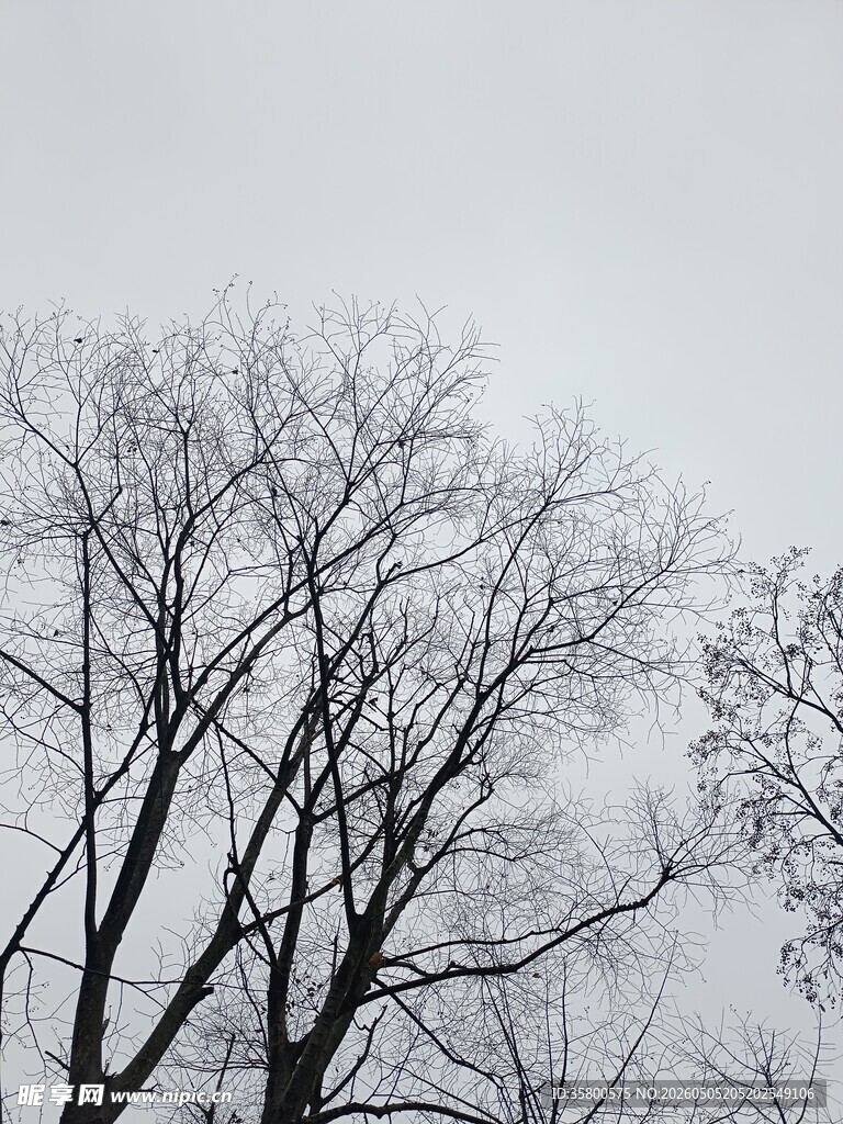 冬日枯树景象