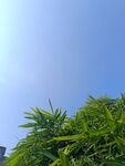 蓝天映衬下的翠绿植物