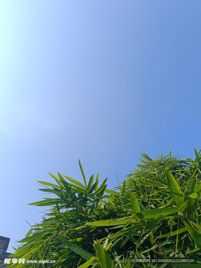 蓝天映衬下的翠绿植物