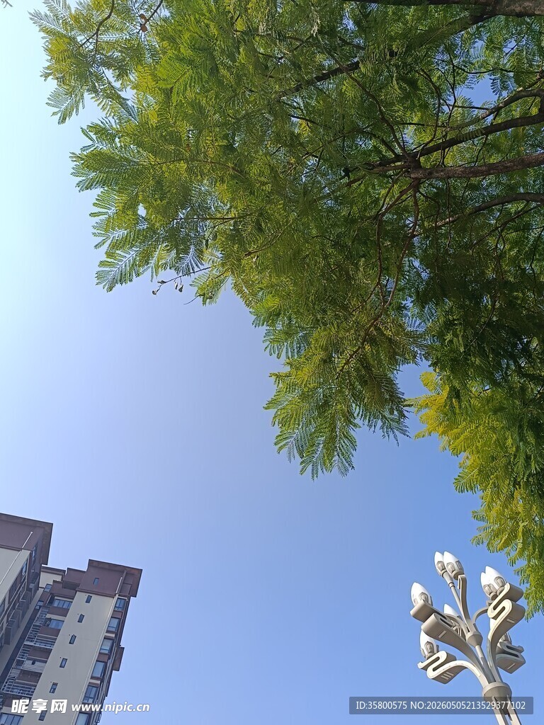 蓝天绿树旁的城市街景