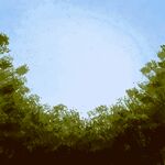 林间晴空插画