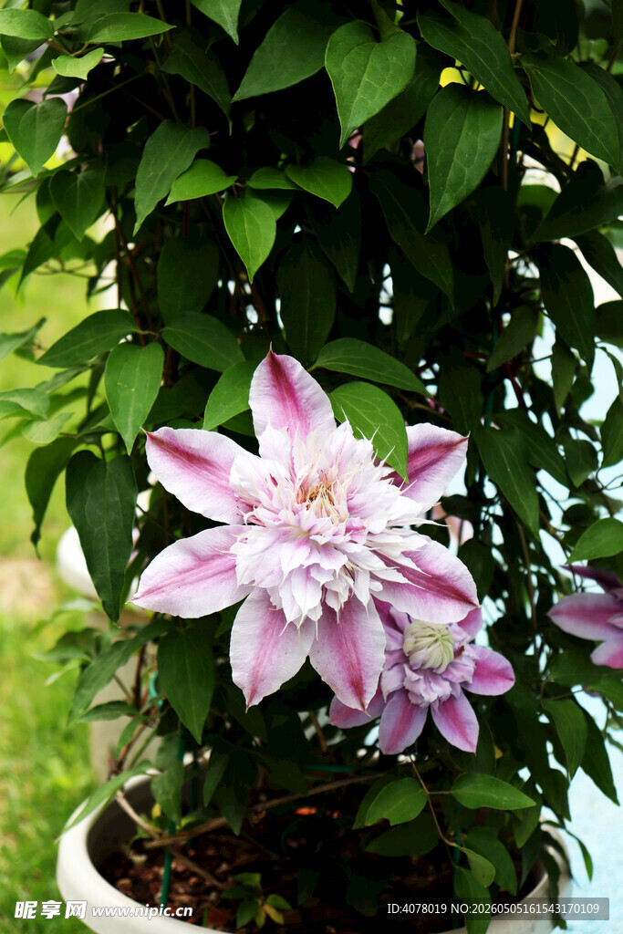 盆栽铁线莲绽放美丽花朵