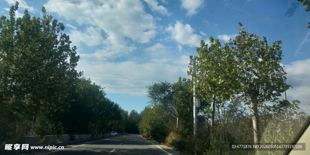 乡村公路边的葱郁树木