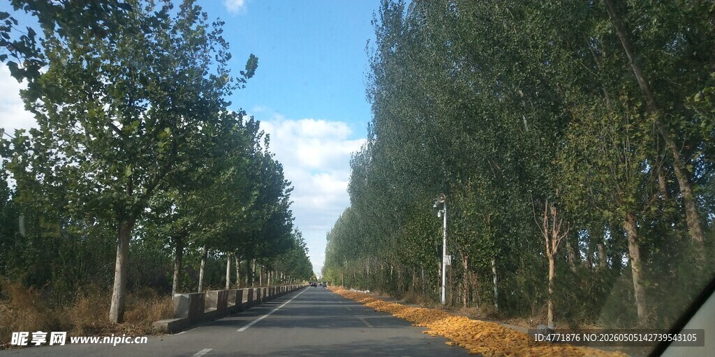 乡间林荫路