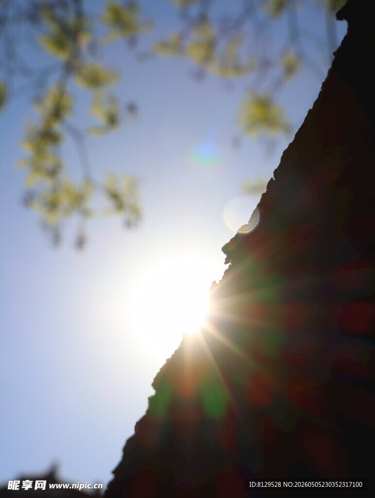 阳光透过枝叶洒在建筑上