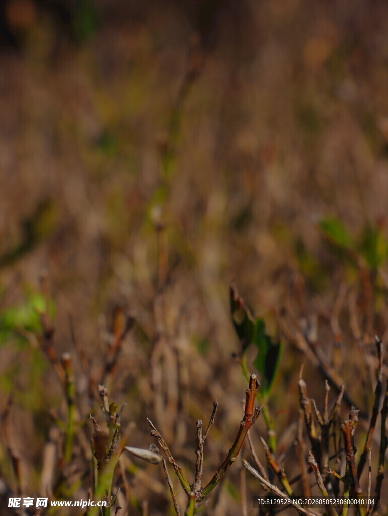 田野中的嫩绿新芽