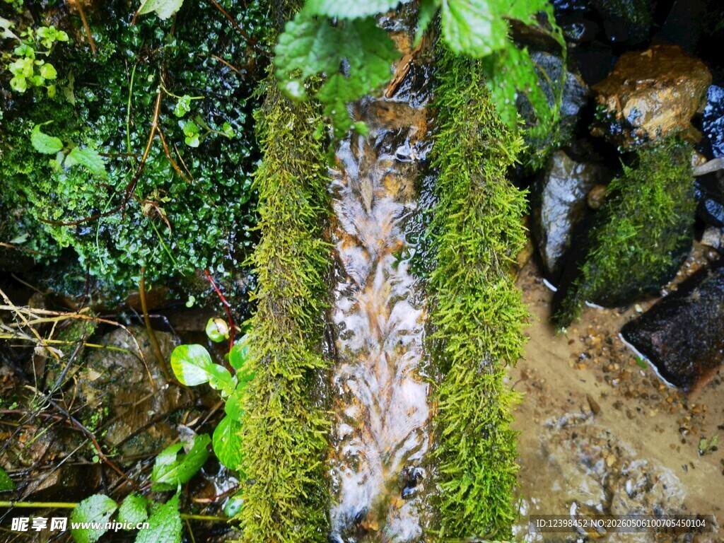 山间青苔覆盖的潺潺溪流