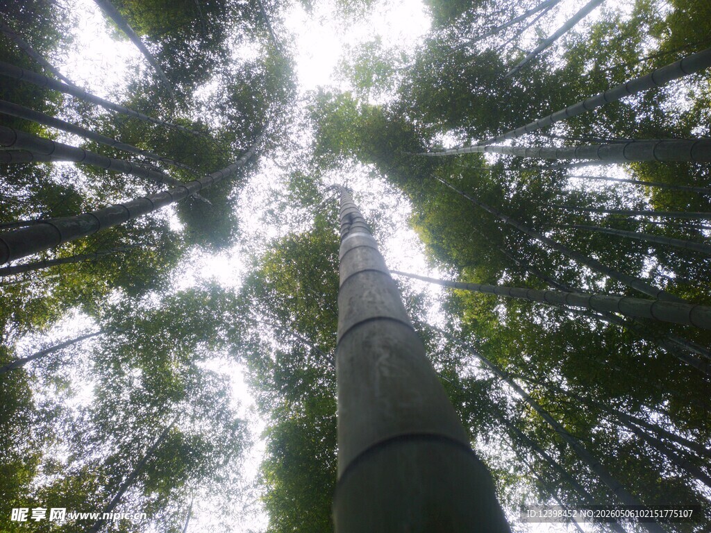 仰视森林树冠美景