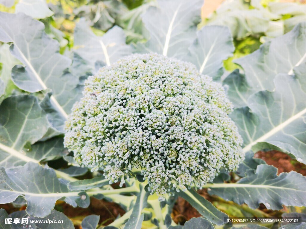 新鲜西兰花植株特写