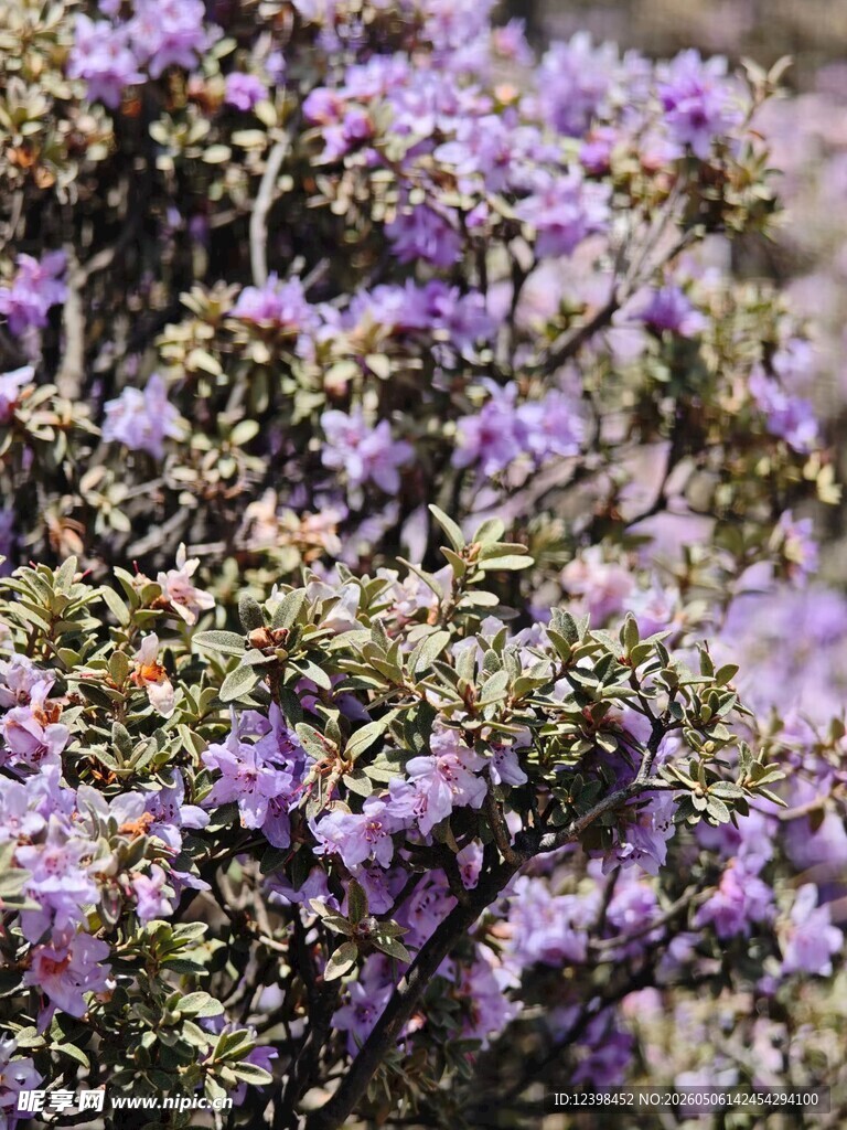 紫色繁花簇拥的美丽景致