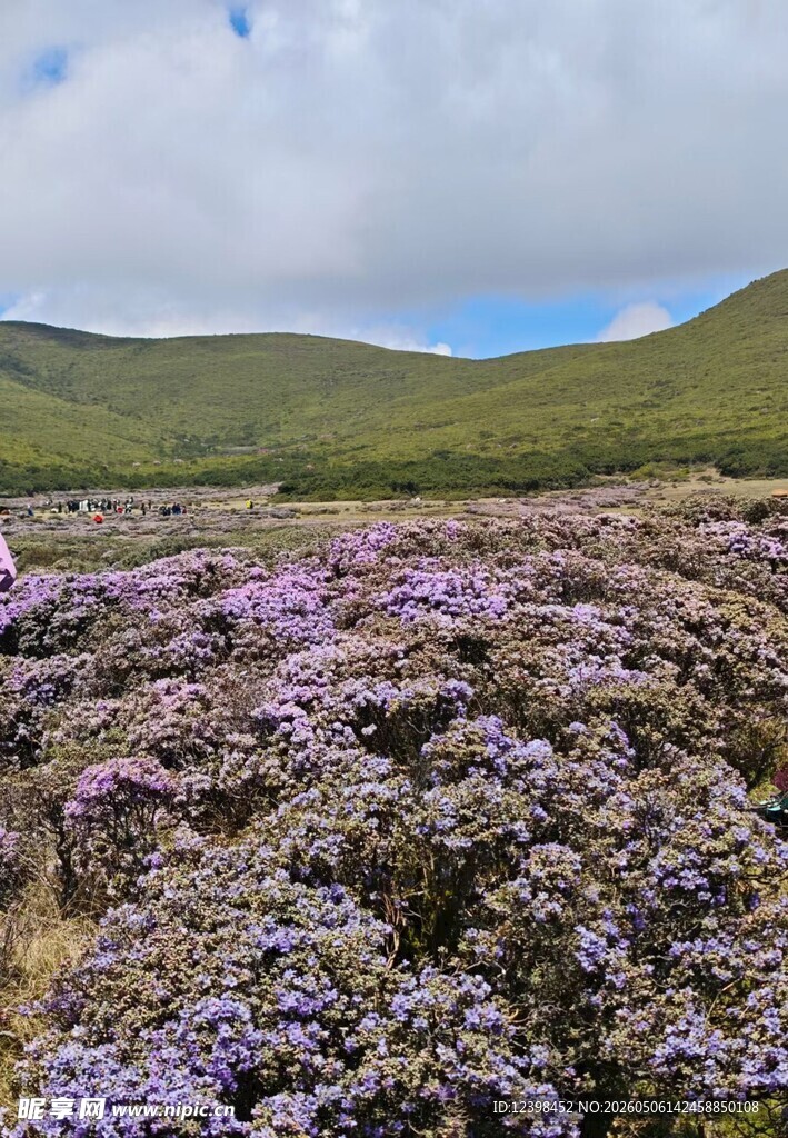 紫色花海