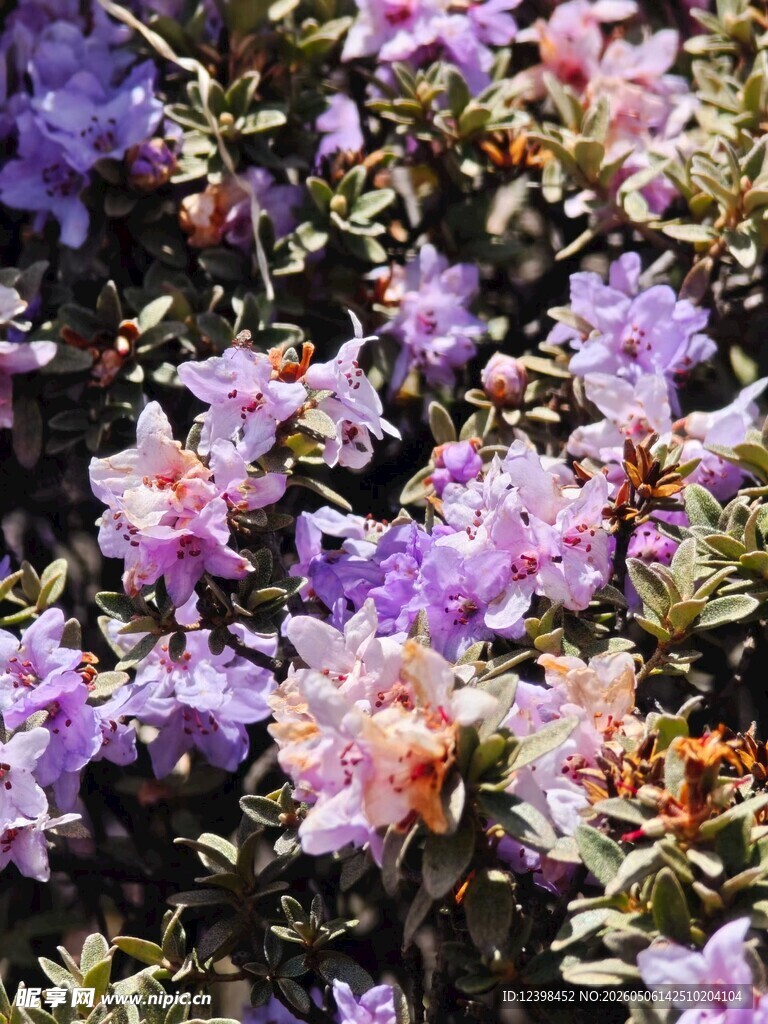 美丽绽放的紫色杜鹃花