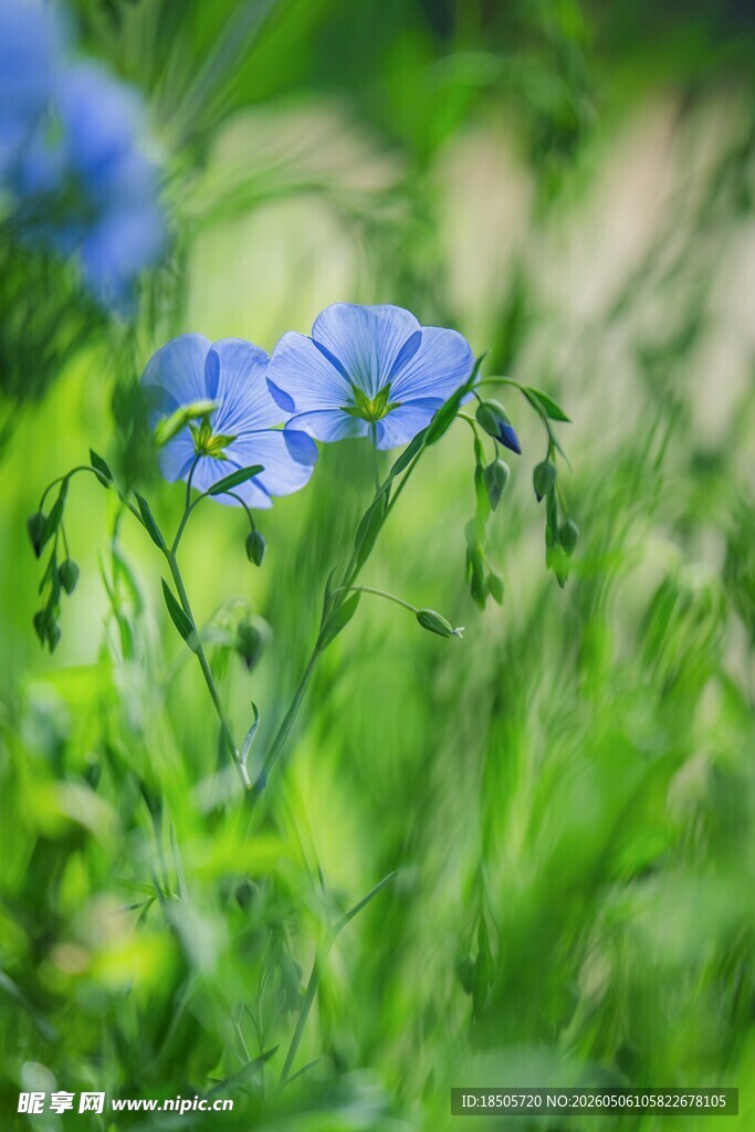 蓝花绽放于翠绿草丛中