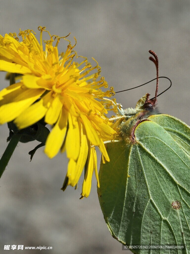 绿叶黄花间的昆虫特写