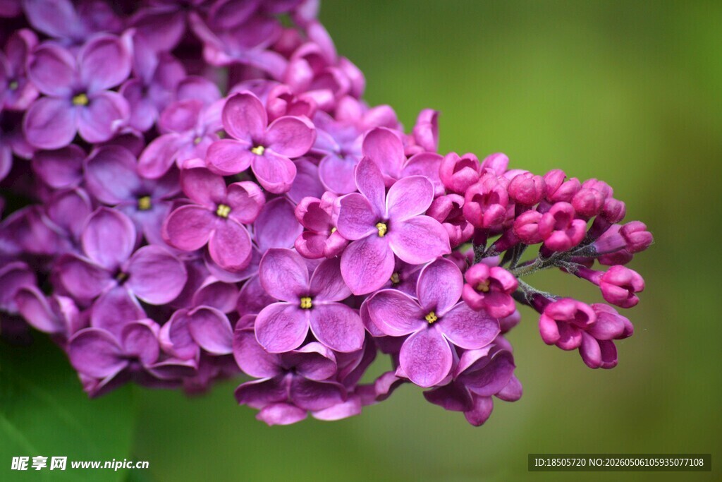 紫丁香花簇特写