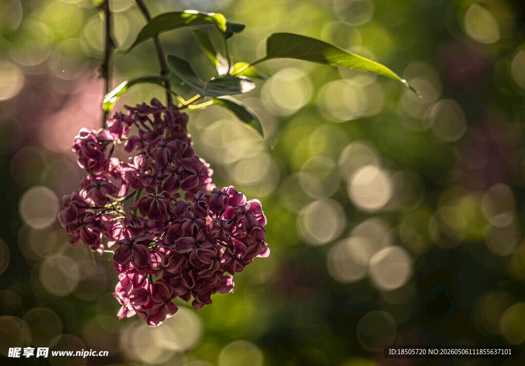 紫丁香花特写