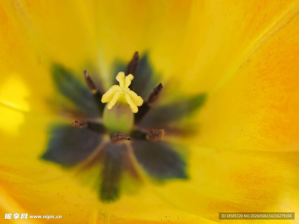 黄色花朵特写