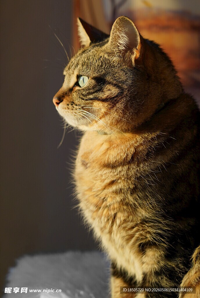 可爱猫咪侧坐凝视