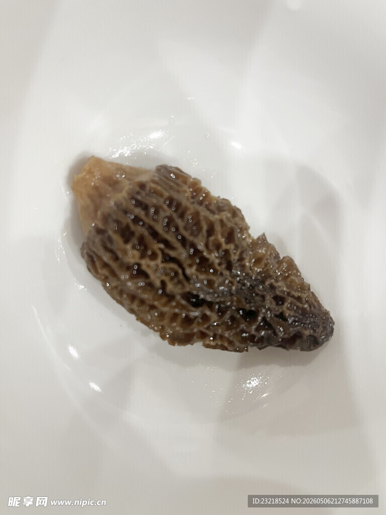 羊肚菌