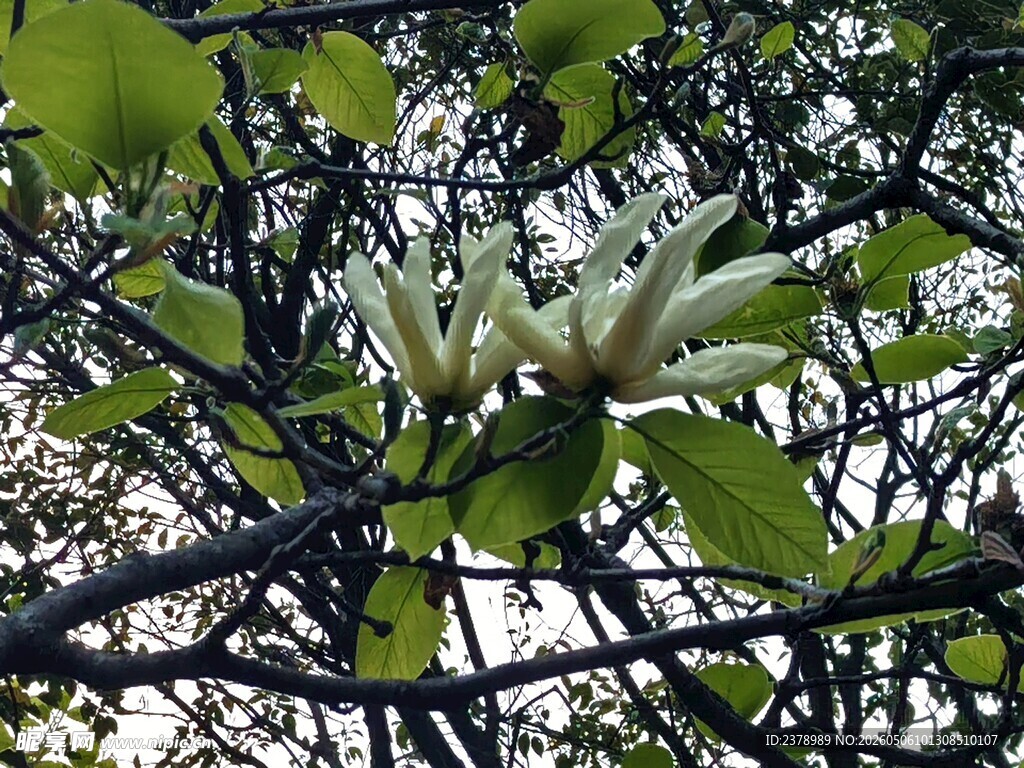 枝头绽放的洁白花朵