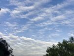 蓝天白云下的绿树景致