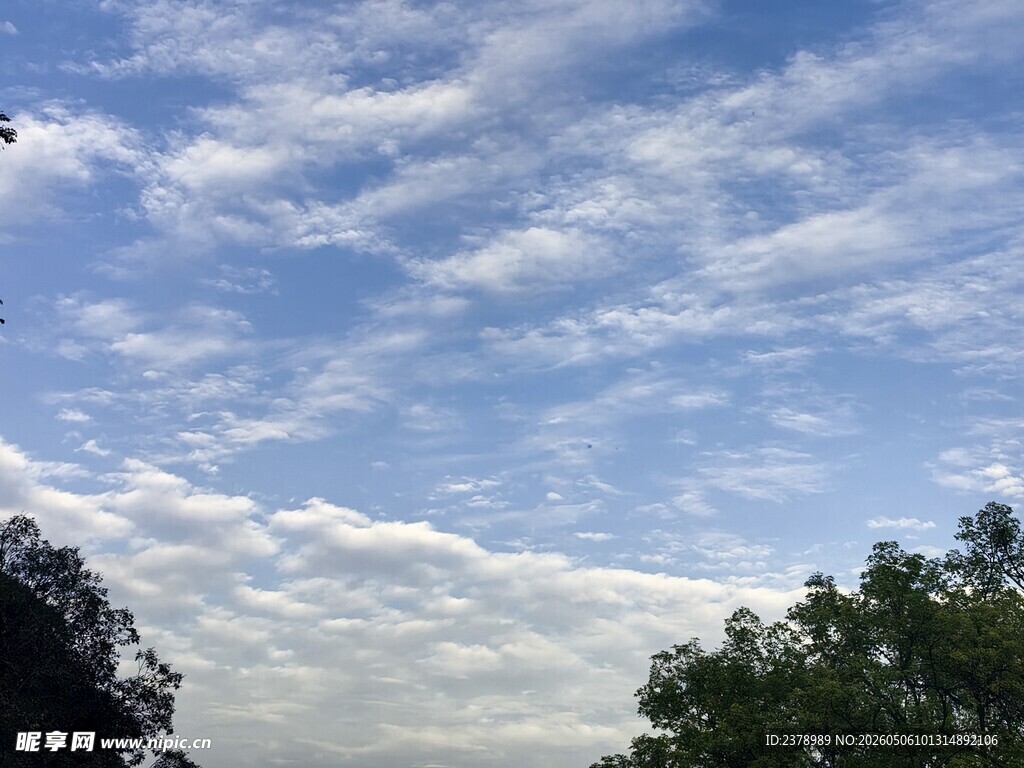 蓝天白云下的绿树景致