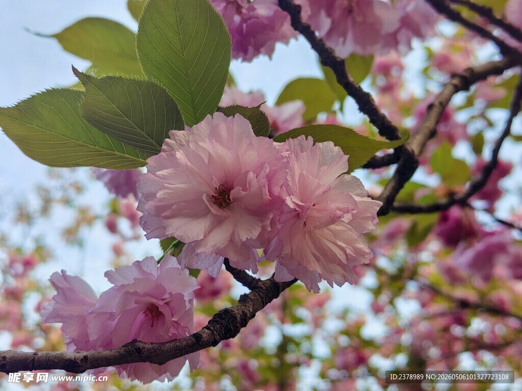枝头绽放的粉嫩樱花