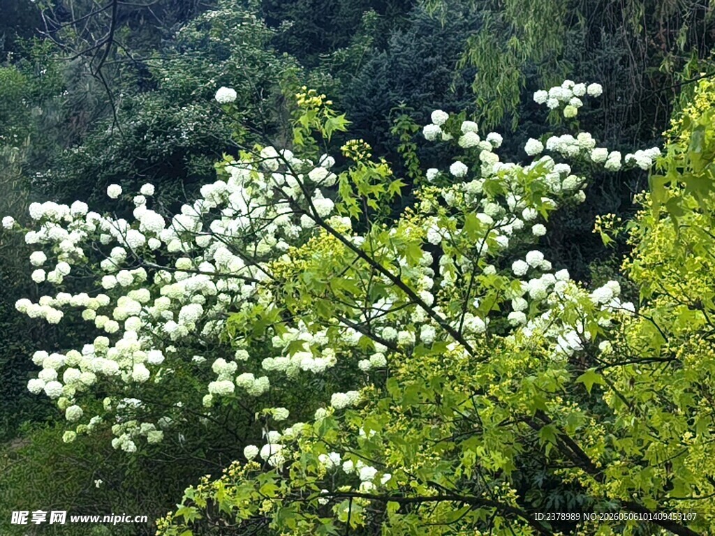 山间绽放的白色繁花